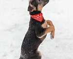 Собаки в Москве: Чудесный щенок-мальчик из Донецка ищет дом Мальчик, Бесплатно - фото 4