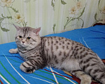 Кошки в Архангельске: Кот на вязку, 1 000 руб. - фото 1