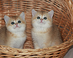 Кошки в Светогорске: Солнечный детки! Мальчик, 25 000 руб. - фото 3