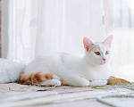 Кошки в Калининграде: Бело-рыжий котик Персик в дар Мальчик, Бесплатно - фото 4