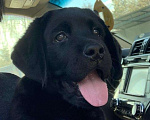 Собаки в Москве: Лабрадор черный мальчик 2 мес. РКФ Мальчик, 40 000 руб. - фото 1