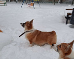 Собаки в Люберцах: Вельш корги пемброк Мальчик, 90 000 руб. - фото 4