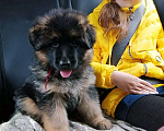 Собаки в Челябинске: В продаже щенки  немецкой овчарки, 20 000 руб. - фото 1