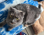 Кошки в Москве: Кошка Дакота ищет дом Девочка, Бесплатно - фото 2