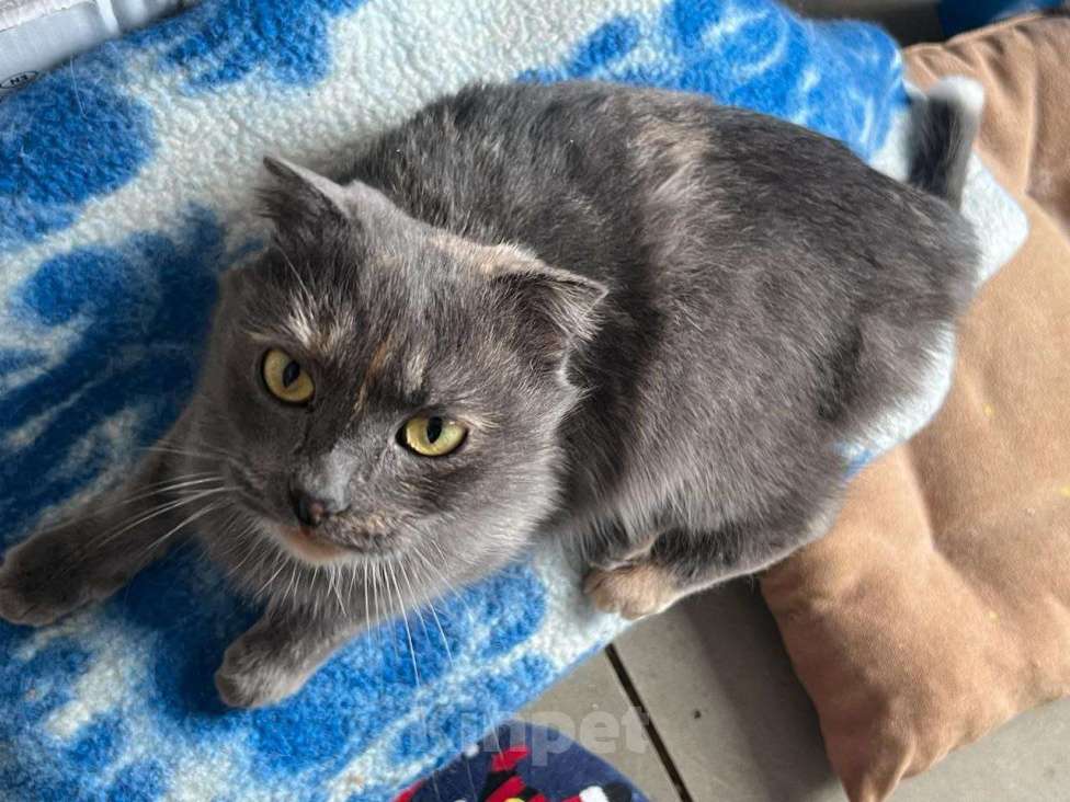 Кошки в Москве: Кошка Дакота ищет дом Девочка, Бесплатно - фото 2