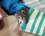Кошки в Балашове: Котята в добрые руки Мальчик, Бесплатно - фото 1