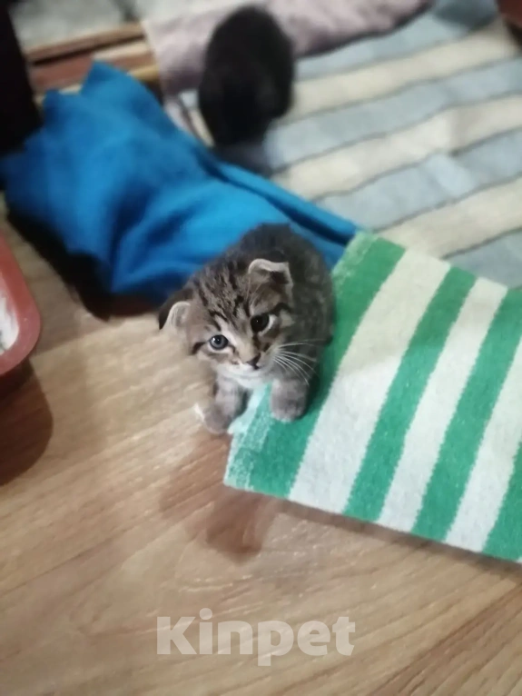 Кошки в Балашове: Котята в добрые руки Мальчик, Бесплатно - фото 1
