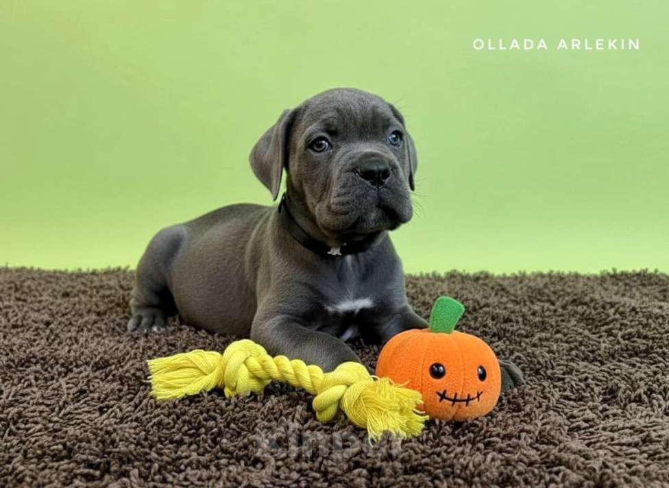 Собаки в Москве: Кане корсо серый мальчик.  Мальчик, 100 000 руб. - фото 4