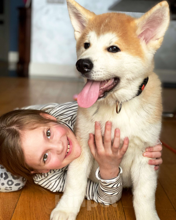 Собаки в Санкт-Петербурге: Щенок Акита Ину 3 мес Мальчик, 65 000 руб. - фото 1
