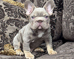 Собаки в Москве: Французский бульдог мальчик Мальчик, 100 000 руб. - фото 3