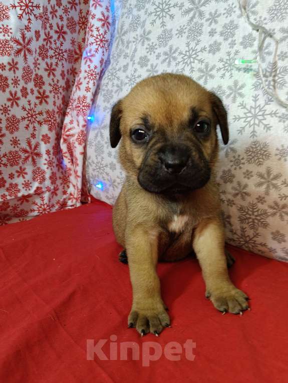 Собаки в других городах Краснодарского края: Кане-Корсо, щенок Девочка, 20 000 руб. - фото 5