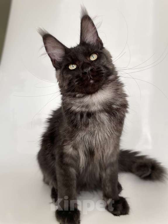 Кошки в Чайковском: Мальчик Мейн кун.  MCO окрас- ns черный дым Мальчик, 45 000 руб. - фото 7