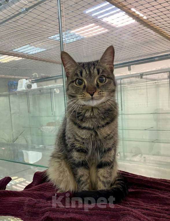 Кошки в Москве: Василиса Прекрасная, любимая кошачья классика. Юная кошечка ищет дом Девочка, 1 руб. - фото 3