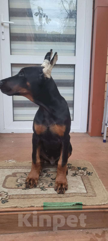 Собаки в Ейске: щенок добермана Мальчик, 50 000 руб. - фото 2