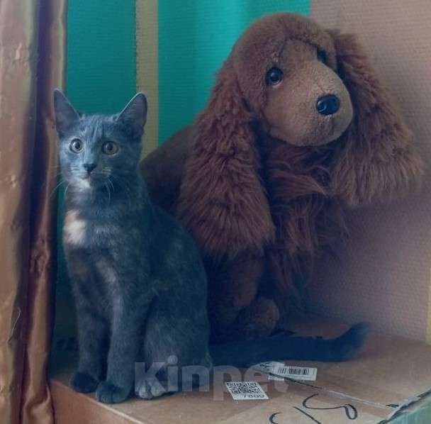Кошки в Юрьеве-Польском: Ищут дом Девочка, Бесплатно - фото 1