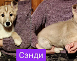 Собаки в других городах Московской области: Сэнди якутенок  Девочка, Бесплатно - фото 1