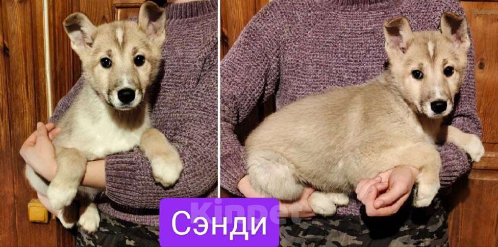 Собаки в других городах Московской области: Сэнди якутенок  Девочка, Бесплатно - фото 1