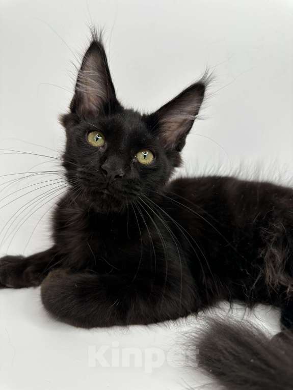 Кошки в Москве: Котенок Мейн-кун Мальчик, 50 000 руб. - фото 1