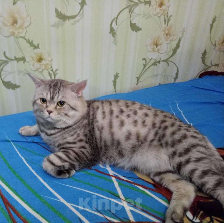 Кошки в Архангельске: Кот на вязку, 1 000 руб. - фото 1