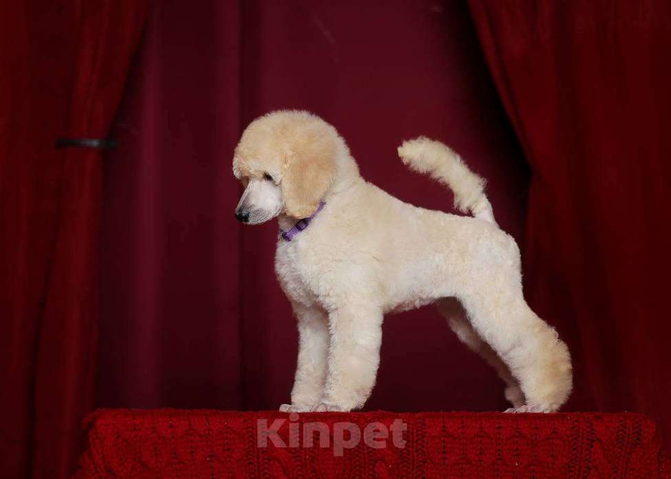 Собаки в других городах Московской области: стандартный пудель -белая сука Девочка, Бесплатно - фото 4