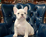 Собаки в Москве: Французский бульдог щенок  девочка платина Девочка, Бесплатно - фото 2