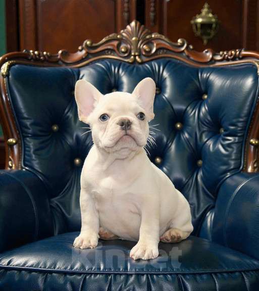 Собаки в Москве: Французский бульдог щенок  девочка платина Девочка, Бесплатно - фото 2
