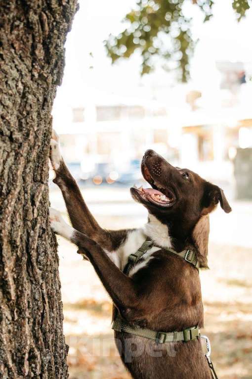 Собаки в Москве: Бадди в поиске родной души! Мальчик, Бесплатно - фото 6