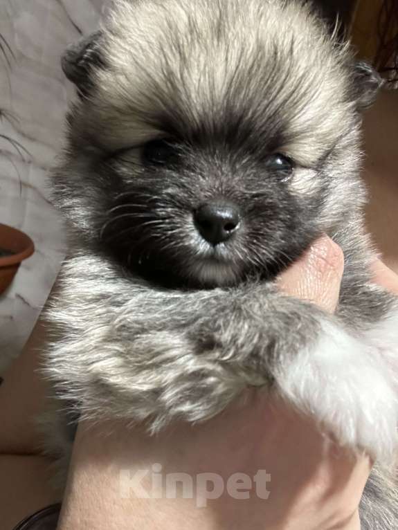 Собаки в Химках: Немецкий малый шпиц  Девочка, 20 000 руб. - фото 1