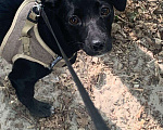 Собаки в Тюмени: Пропала собака Неля на Холодильной, Тюмень 136/2 Девочка, 500 руб. - фото 2
