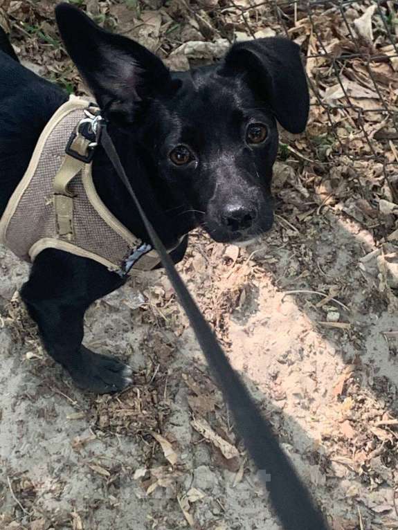 Собаки в Тюмени: Пропала собака Неля на Холодильной, Тюмень 136/2 Девочка, 500 руб. - фото 2