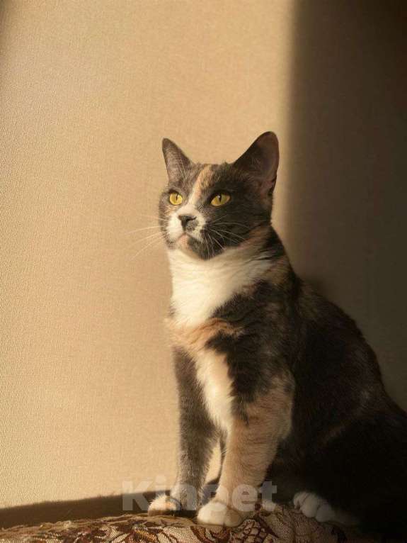 Кошки в Москве: Пепельная трехцветная Шерри Девочка, Бесплатно - фото 1