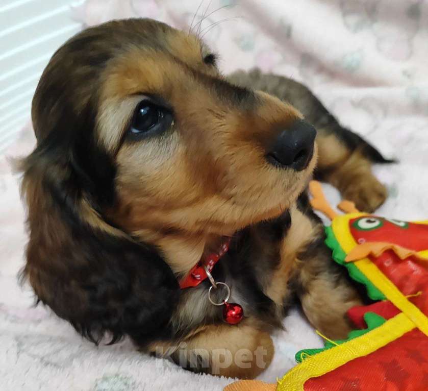 Собаки в Рязани: Предлагаю щенков таксы стандартной длинношерстной от красивой пары чемпионов. Мальчик, 50 000 руб. - фото 7