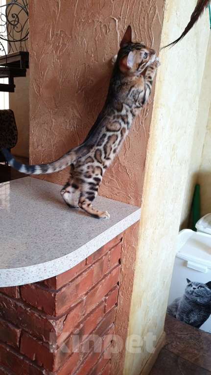 Кошки в Ростове-на-Дону: Бенгальская девочка  Девочка, 60 000 руб. - фото 6