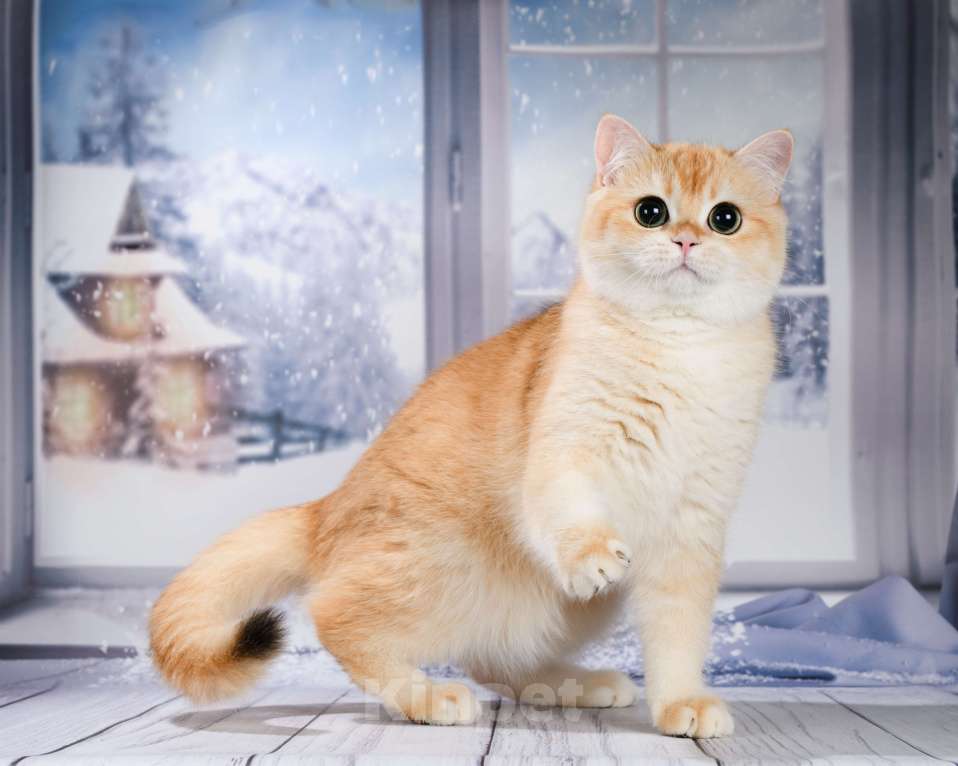 Кошки в Москве: Британские Новогодние котята. Мальчики и девочки. Мальчик, Бесплатно - фото 8