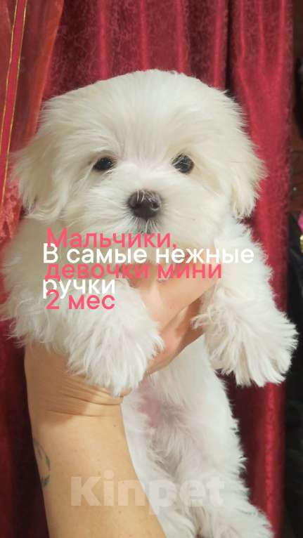 Собаки в Москве: Мальтийская болонка Мальчик, 100 руб. - фото 3