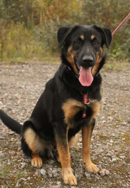 Собаки в Санкт-Петербурге: Маленький энерджайзер - очень веселый, игривый щенок Мальчик, Бесплатно - фото 6