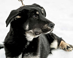 Собаки в Бронницах: Фунтик Мальчик, 1 руб. - фото 2