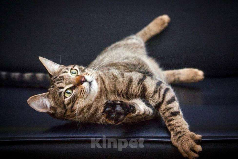 Кошки в Москве: Полосатый лапушка котик Лео в добрые руки Мальчик, Бесплатно - фото 10