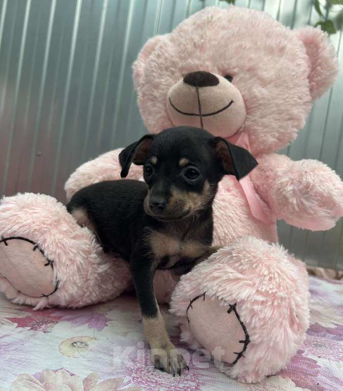 Собаки в других городах Ставропольского края: Продаются тойчики  Мальчик, Бесплатно - фото 3