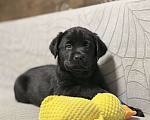 Собаки в других городах Московской области: Черный щенок лабрадора Девочка, 80 000 руб. - фото 6