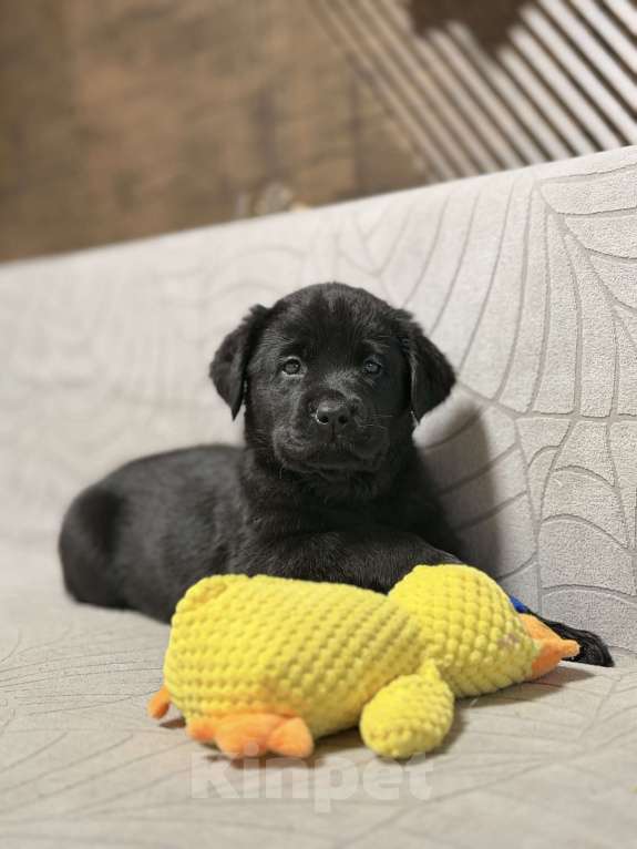 Собаки в других городах Московской области: Черный щенок лабрадора Девочка, 80 000 руб. - фото 6