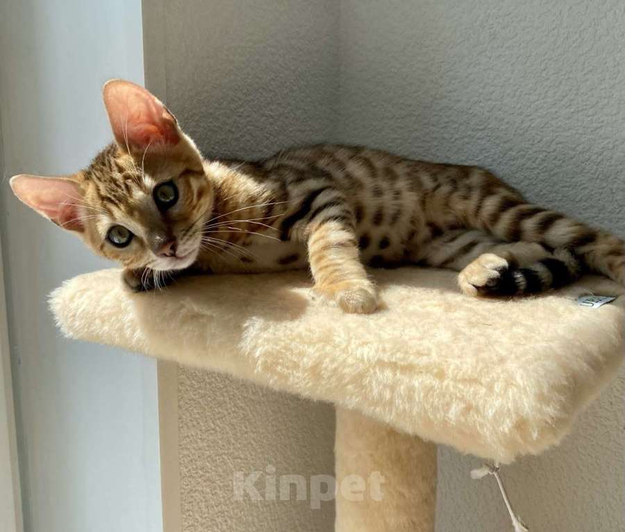 Кошки в Екатеринбурге: Котенок Саванна F5 Мальчик, 30 000 руб. - фото 3