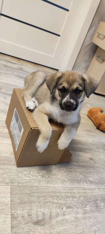 Собаки в Москве: Щенок в дар Девочка, Бесплатно - фото 4