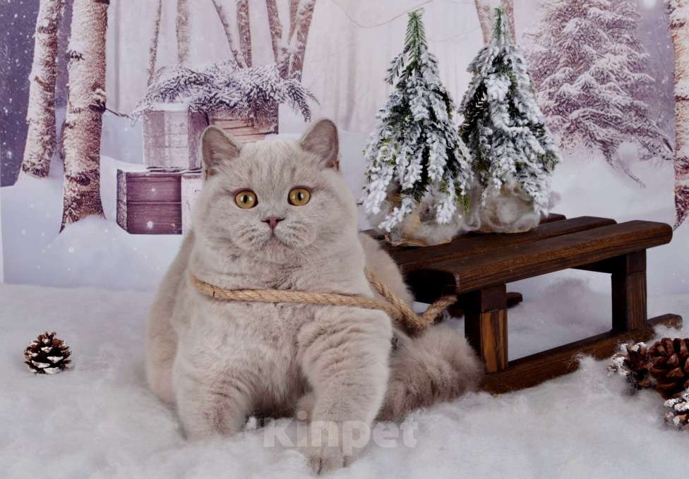 Кошки в Санкт-Петербурге: Британская кошечка черепахового окраса Девочка, 45 000 руб. - фото 7