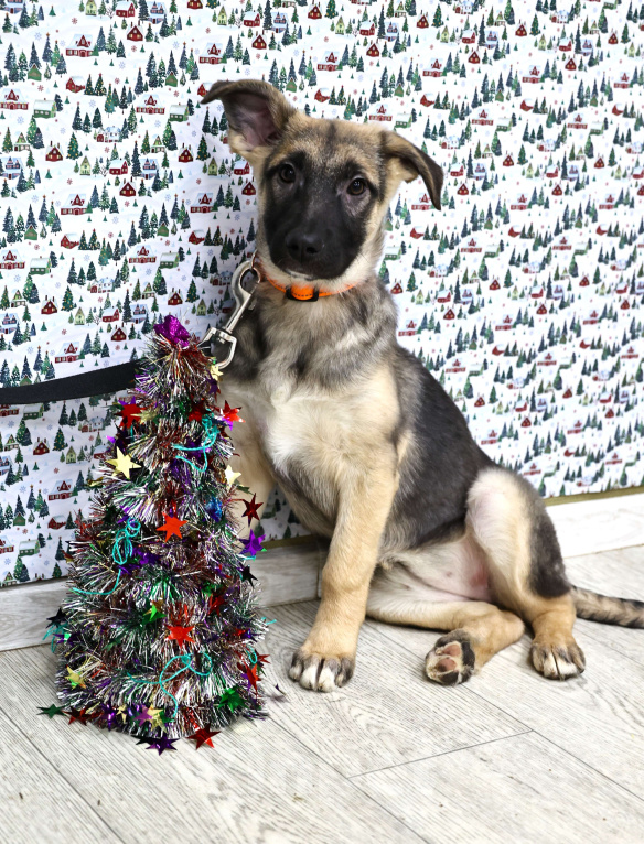 Собаки в Москве: Щенки бесплатно в Москве Девочка, Бесплатно - фото 6