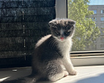 Кошки в Нижнем Новгороде: Шотландский вислоухий котенок Мальчик, Бесплатно - фото 2