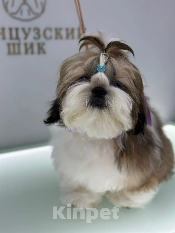 Собаки в других городах Московской области: Мальчик ши-тцу "Золотой" (Arnest Golden Shin) Мальчик, 65 000 руб. - фото 1
