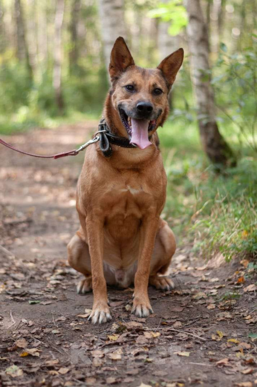 Собаки в Ногинске: Кеша - непоседливый хвост, всегда_вкусняшку_чующий нос! Мальчик, Бесплатно - фото 1