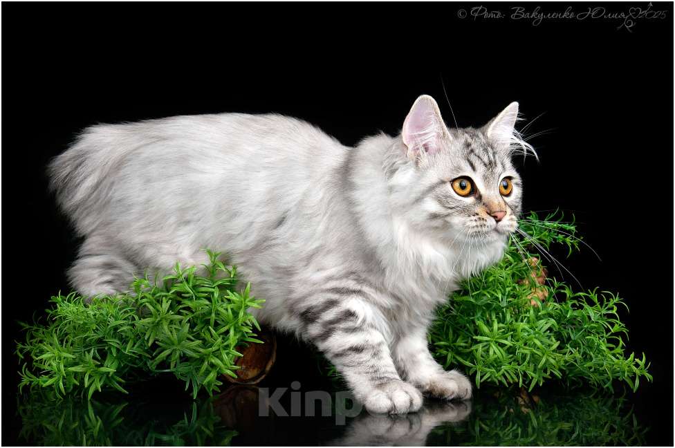 Кошки в Краснодаре: Очаровательный малыш курильского бобтейла Мальчик, 25 000 руб. - фото 2