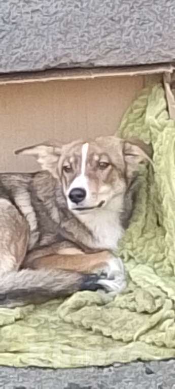 Собаки в Новокузнецке: Отдам в хорошие руки Мальчик, Бесплатно - фото 1